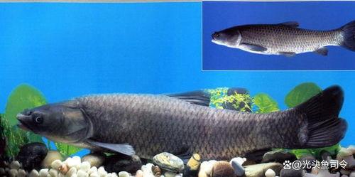 青鱼视频国产,青鱼视频引领国产短视频新潮流 第2张 青鱼视频国产,青鱼视频引领国产短视频新潮流 第2张