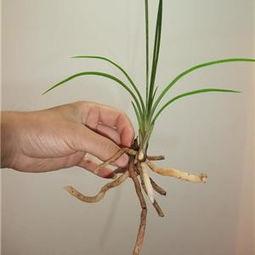 国产草b 第3张 国产草b 第3张